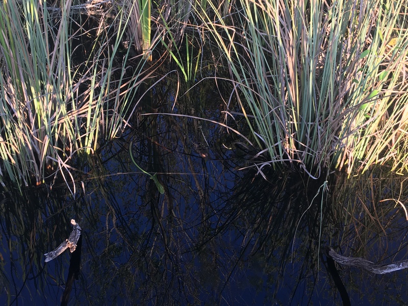 airboat ride near me